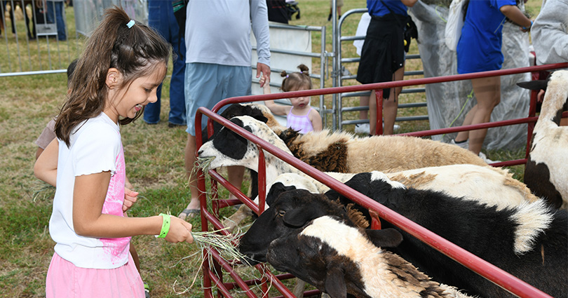 Smiling girl feeding straw or hay to goats.
