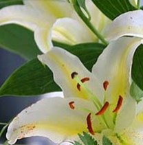 lilies-img.jpg (2)